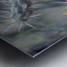 Resilient Beauty of the Desert Impression metal