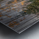 Eternal Transition of the Forest Metal print