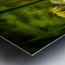 Sun Kissed Blooms: Michaux Forests Yellow Flowers by Small Pond Metal print