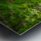 Solitary Trails: Rays on a Path at Killens Pond State Park Metal print