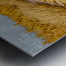 Fields of Gold Metal print