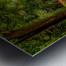 Garden Shack in Color Impression metal