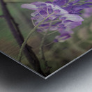 Wisterias Whisper Impression metal