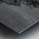 Lone Tree in Saint Bernards 1 Metal print