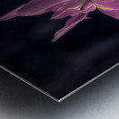 Pink Petals Eloquent Contrast Metal print