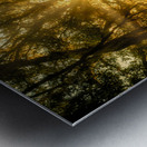 Golden Oak Light Metal print