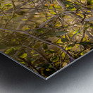 A Feathery Connection: Bluebird Serendipity Metal print