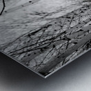 Contrasts in Woodland Quiet Metal print