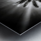 Halo of Fronds Impression metal