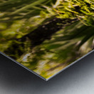 Emerald Awakening: Ferns in the Morning Light Impression metal