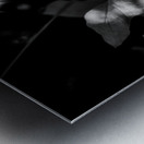 The Light That Finds Leaves Metal print