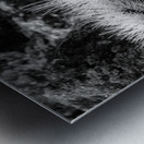 Exploring Sylvan Lake: A Baby Pine Impression metal