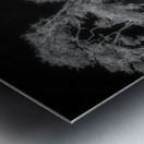 Enchanted Canopy: Exploring Gulf Shores Mystical Oaks Metal print