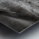 Enchanted Wilderness: Moose Haven in Rocky Mountain Park Metal print