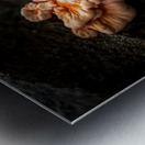 Delaware Fungi: A Lighted Shroom in the Mystical Forest Metal print