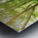 Whispers Along the Sunlit Path Impression metal