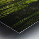 Swampish Impression metal