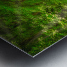 Solitary Trails: Rays on a Path at Killens Pond State Park Metal print