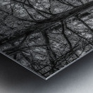 Louisiana Cypress Metal print