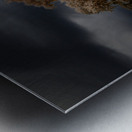 Lone Tree in Saint Bernards-2 Metal print