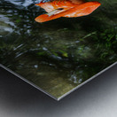 Feathered Wonders: Exploring Homosassa State Park Metal print