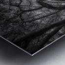 Whispers in the Grove Metal print