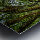 Peaceful Trail Metal print