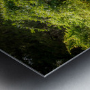 Rainbow Springs Path Metal print