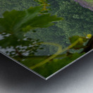 Thru the Vine Metal print