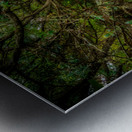 Whispers of a Hidden Forest: Exploring Jockey Ridge State Park Metal print