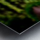 Tranquil Blossoms: A Close Encounter with Wildflower Splendor Metal print