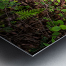 Fern Pattern Metal print