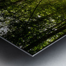 Path in the woods Metal print