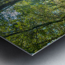 Path in woods Metal print