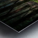 Forest Floor Secrets Metal print