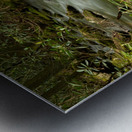 Woodlands Gentle Rapids Metal print