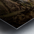 Natures Wild Symphony Metal print