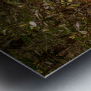 Whispers of the Creek Metal print