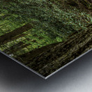 Forest Streams Light Dance Metal print