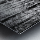 Cypress Whispers Metal print