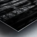 Sun Lighted Cypress -1 Impression metal