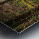 Mossy Log Metal print