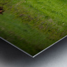 Bison Tales: Grazing in Greatness Metal print