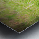 Bison Tales: Guardians of the Grasslands Metal print