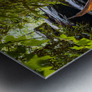 Fiery Stump Metal print