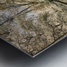 Lake Edge and Overhanging Branches: Sam Houston Site Metal print