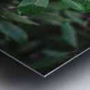 Rhodie - 2 Impression metal