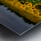 Single Sunflower Impression metal