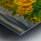 Sad Sunflower Row Metal print