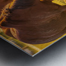 Golden Grazing Metal print